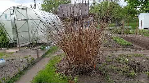 Если куст дейции вымерз . Deutzia .