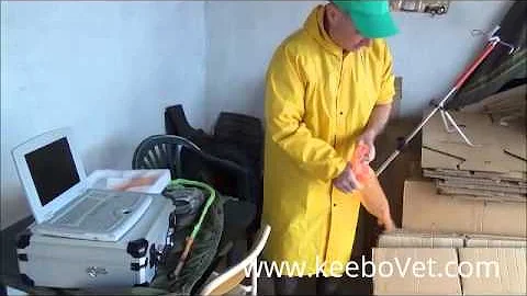 Dairy Cow Pregnancy Of 47 Days, Diagnosed Using KX5000V Veterinary Ultrasound