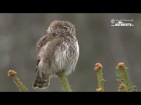 Kulíšek nejmenší (Glaucidium passerinum)