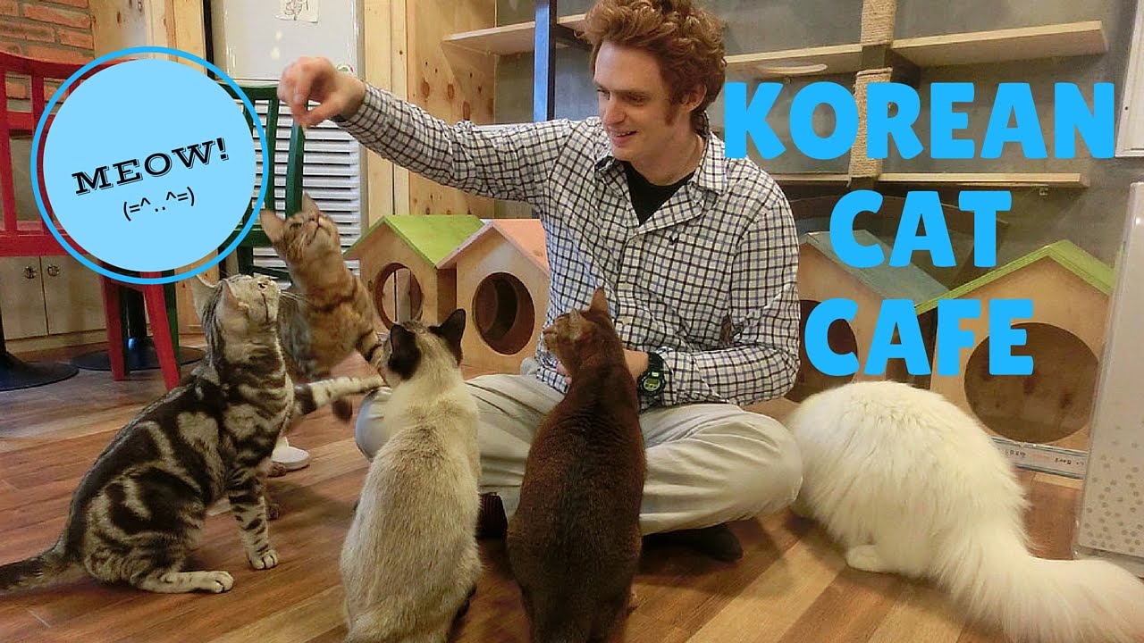  CAT  CAFE  IN SEOUL SOUTH KOREA Kitty Caf  in Hongdae 