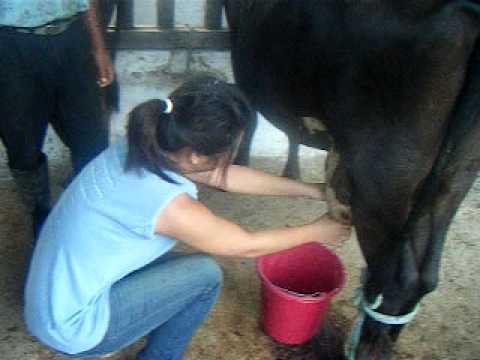 Yellow milking a cow