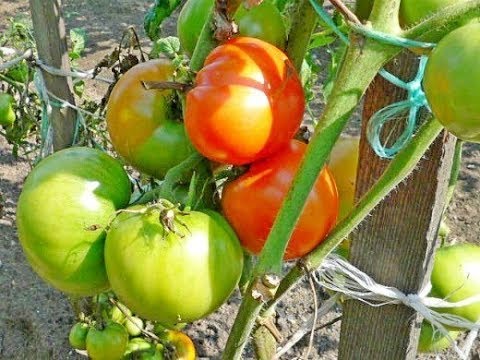 Мы обязательно посадим томаты этим методом в следующем году