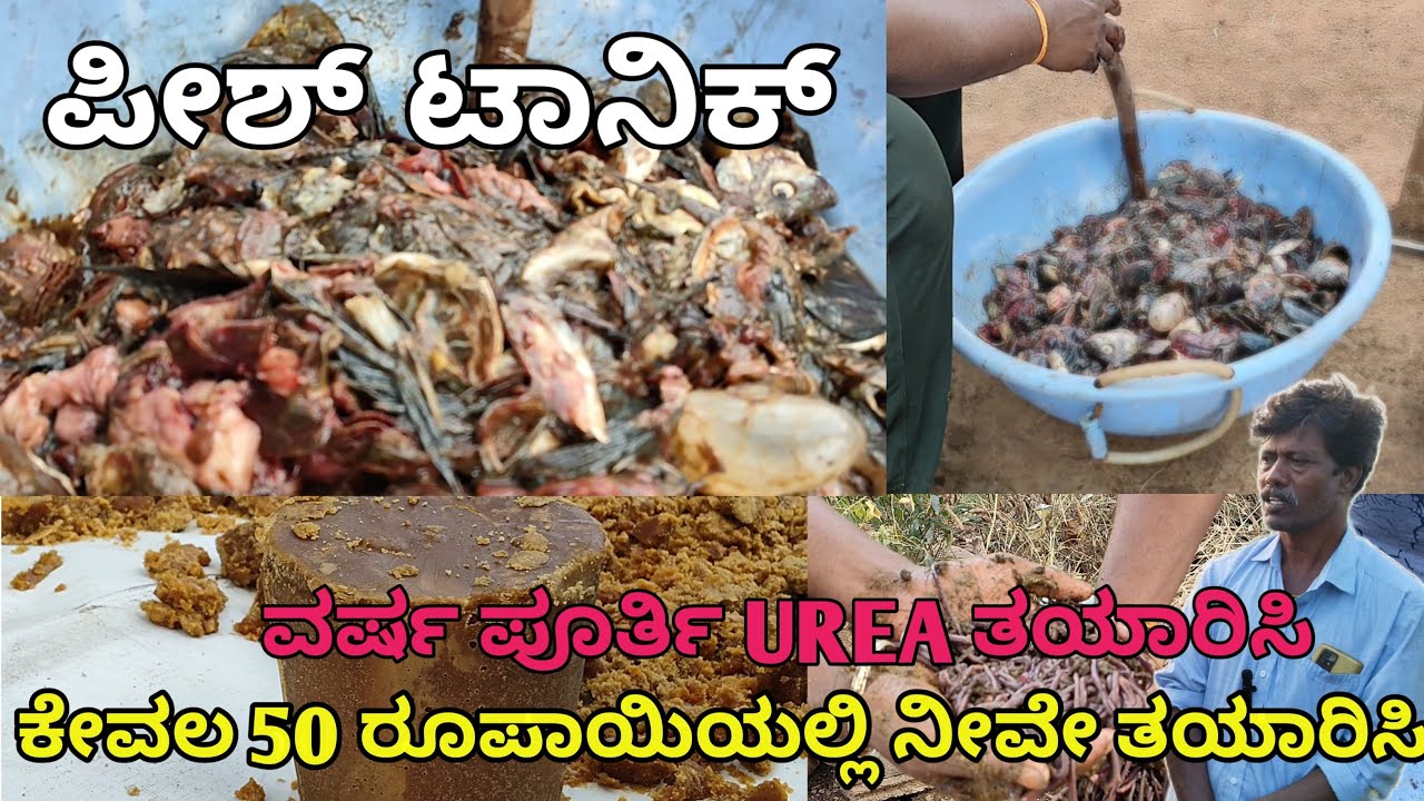 ಪೀಶ್ ಟಾನಿಕ್ | FISH TONIC |  ಮೂಲಕ ಯೂರಿಯಾ ಗೊಬ್ಬರ | ಲಘು ಪೋಷಕಾಂಶಗಳ ತಯಾರಿಸುವ ವಿಧಾನ