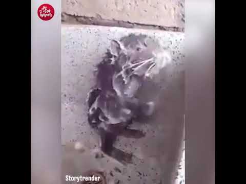 fare hamamda yıkanıyor komik videolar