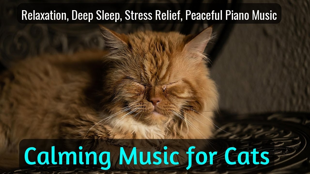 LIVE Calm Sleeping Cat Stream for Meditation 🧘 | Season 56