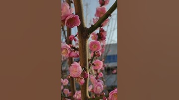 Thumbnail of plum flowers 🌺 #flowers #plum #blossom #spring  #newyear