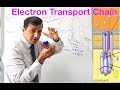 Electron Transport Chain - A Detailed Review