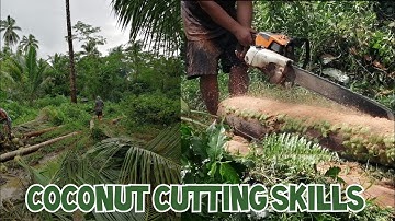 Cutting down the coconut tree and make coconut lumber using chainsaw - great cutting skills