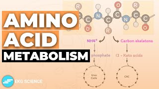 Amino Acid Metabolism