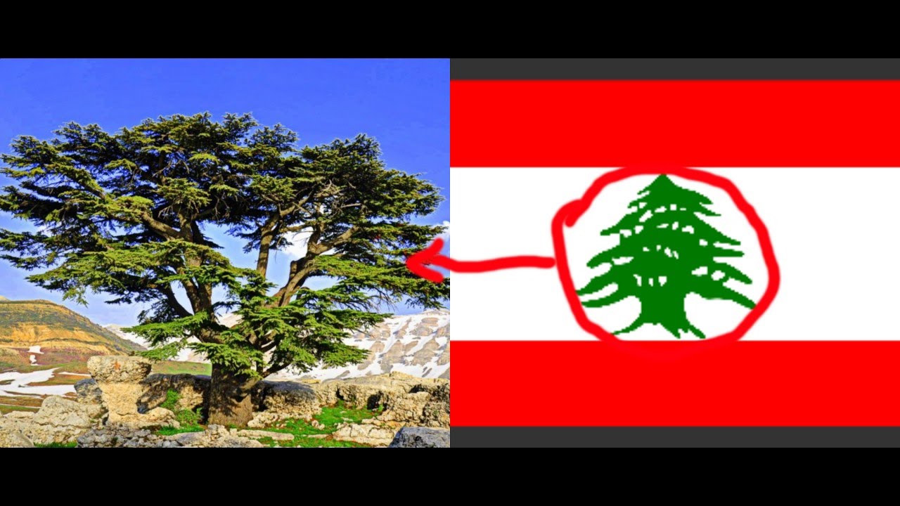 حقائق عن لبنان تعرف لماذا يوجد شجرة في علم لبنان Youtube