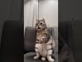 猫ミームAI拡張してみたPart1#猫ミーム #capcut #shorts
