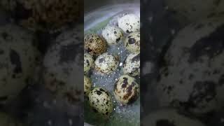 Itlog ng Pugo #shorts/Nanay Edna Vlogs