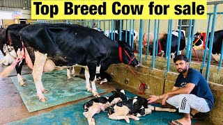 HF cow for sale with two female calf | 35 Liter milk per day | Ravi Dairy Farm