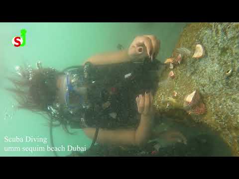 Umm Sequim beach Scuba diving Dubai