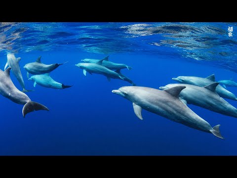 Underwater World 🐠 4K Nature Timelapse 6 | Relaxing Music | Meditation Music #relaxing #music