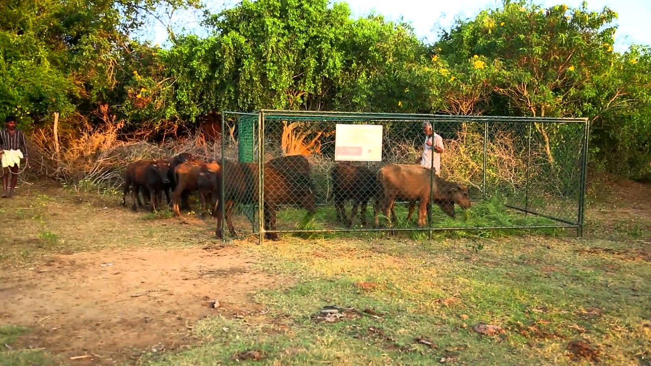 Project Leopard - YouTube