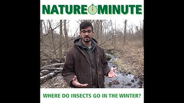 Nature Minute - Where do insects go in the winter?
