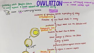 Ovulation | Easy Flowchart | Physiology