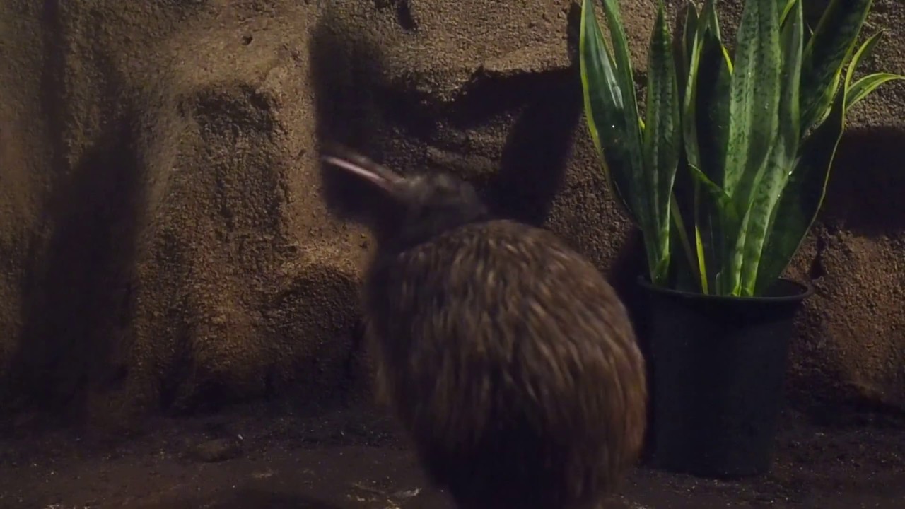 鳴くキウイ＆回し車を回すカヤネズミ 天王寺動物園の夜行性動物たち YouTube