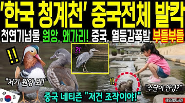 한국 청계천 또 난리났다!  천연가념물 원앙 왜가리 멸종 위기 동물 등장한 충격 영상,  중국 열등감 폭발 -해외감동사연-