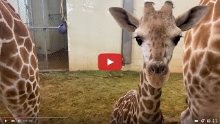 What's New with Wednesday: Check-in with 2-month-old Giraffe Calf