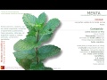 Menta. Propiedades y usos medicinales