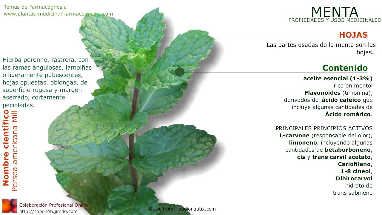 Menta Farmacognosia Plantas Medicinales