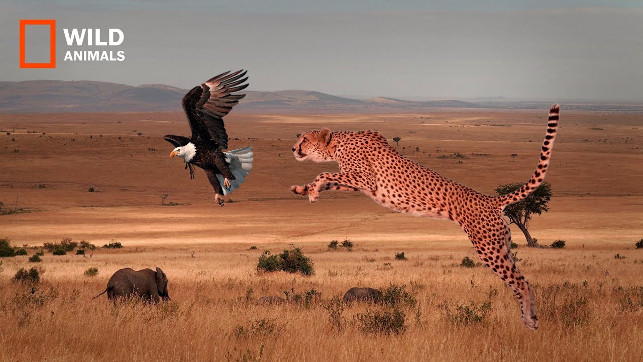 Cheetah Attack And Eating Eagle ! WILD ANIMALS - YouTube