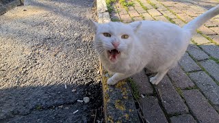 Angry White Cat is very undecided whether to attack or not.