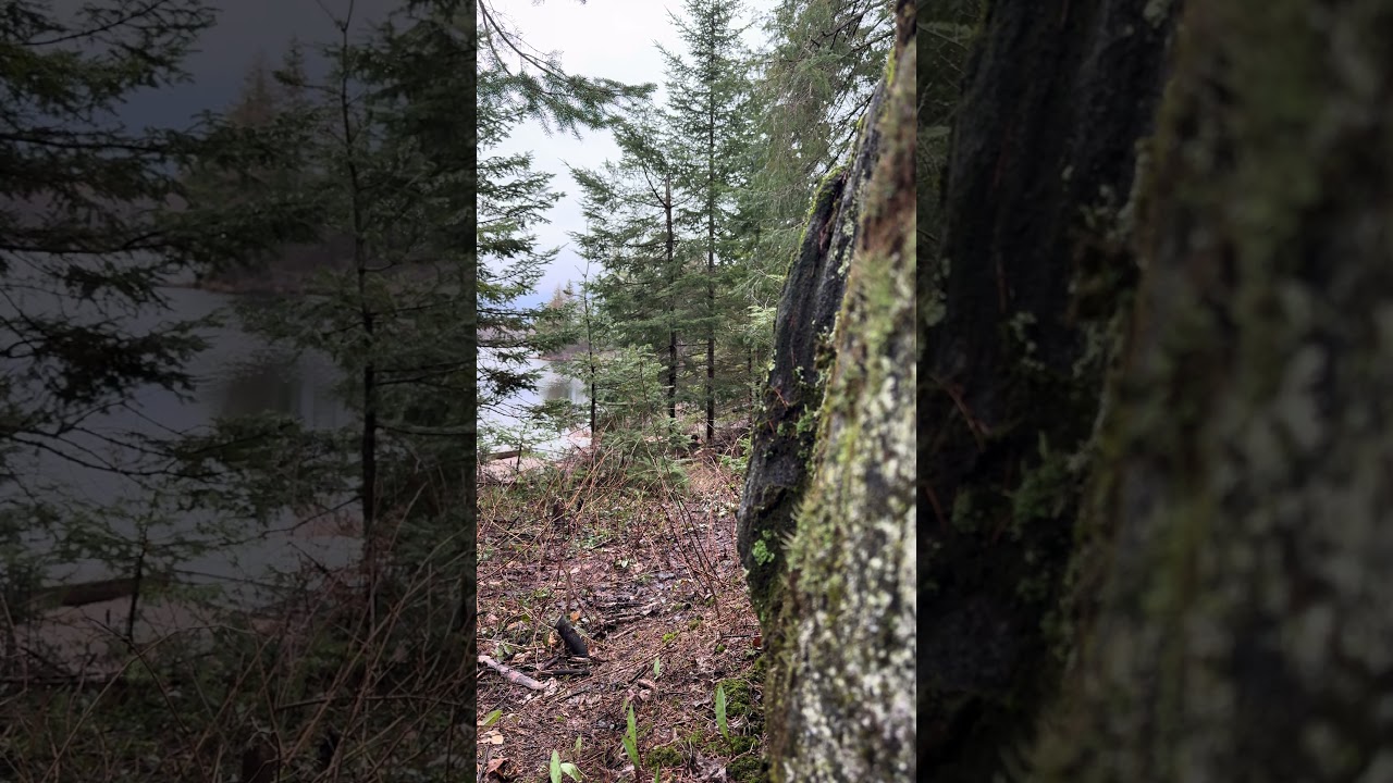 4k Spring Forest E23 35s #Naturelover #Expore #Beautiful #Peaceful #Relaxing #Quiet #Forest #Canada
