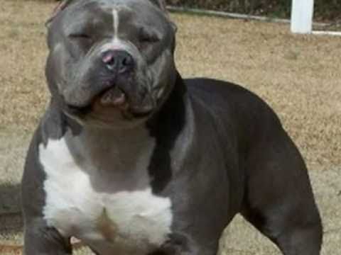 Real APBT VS American bully