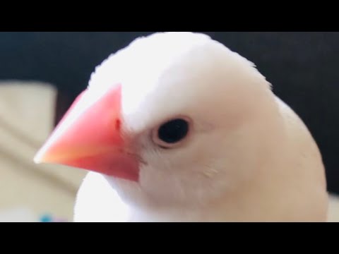 【文鳥】離れたくない！甘えんぼハクちゃん 【Java sparrow】