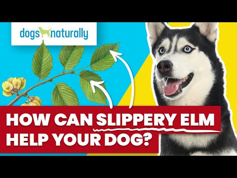 Video: Nežádoucí účinky kluzké Elm kořen pro psy