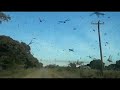 Una plaga de langostas en Argentina