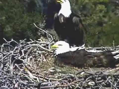 Pelican Harbor Bald Eagle K10 Brings in Large Prey to K 26 ... 04/02/10