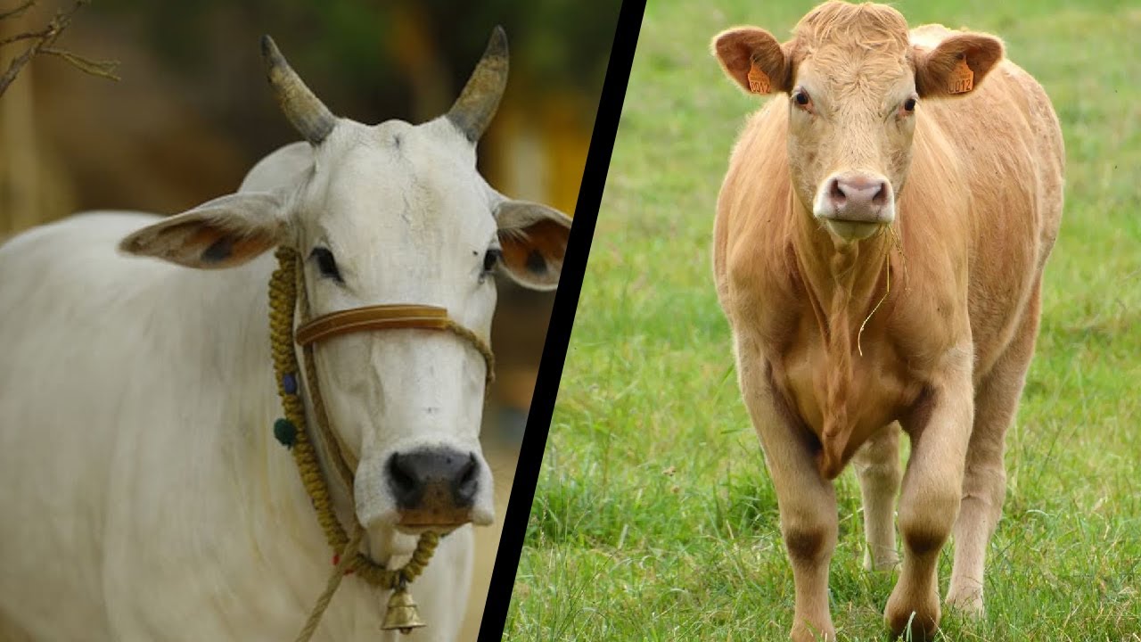 Difference Between Heifer and Cow 🐄 🐮 Head to Head Comparison - YouTube