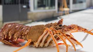 Restaurante El Capitán, Infotactile