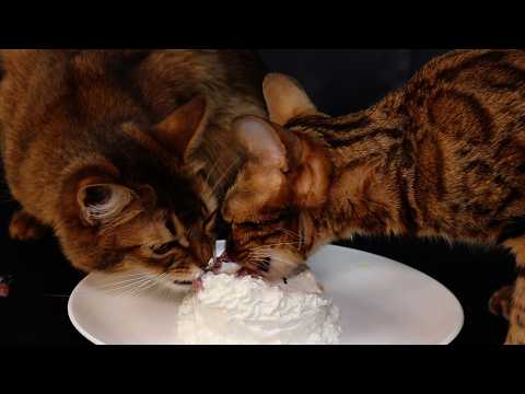 【ベンガルとソマリにクリスマスケーキ】猫がケーキを食べる癒し動画［みかんとチョコ］