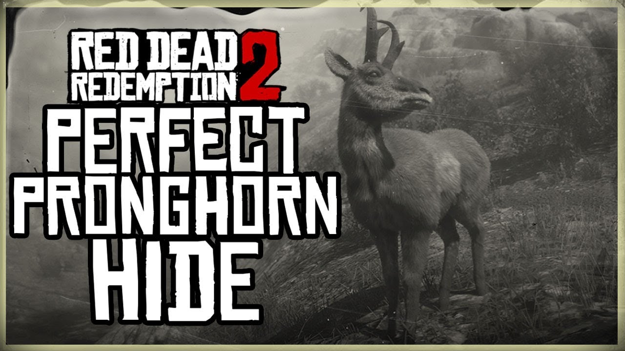 Ekstrem lukker utilstrækkelig HOW TO GET A PERFECT PRONGHORN HIDE - RED DEAD REDEMPTION 2 PRISTINE  PRONGHORN HUNT 3 STAR - YouTube