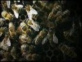 Удивительный мир пчел.