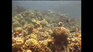 Download lagu 8 3 12 красное море водолаз в первый раз 8 3 12 красное море водолаз в первый раз