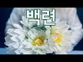 종이로 흰 연꽃 만들기 지침 | 紙で白い蓮の花を作るための指示 | How to make white lotus with paper || DIY No 1