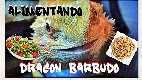 ¿Los dragones barbudos sólo comen alimento vivo?