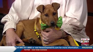 Bumble-Bee Joins Us On 2Nd Cup Looking For A Forever Home