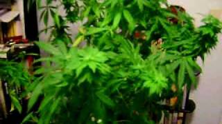himalayan gold super cropped bud shots [huge buds for indoor!!!!!]
