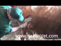 Huge Abscess In Dairy Cow, See How Veterinarian Doctor Helps By Draining It