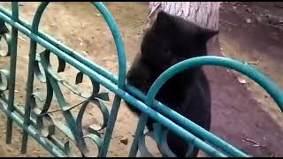 Black cute cat run, jump and meowing. #cats #Stray by City cats short 990 98 views 1 year ago 1 minute, 46 seconds