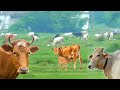 Kids Cow | Cow Video | Funny Cow Video