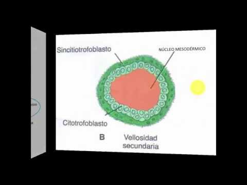 Vídeo: Em que se desenvolve o trofoblasto?