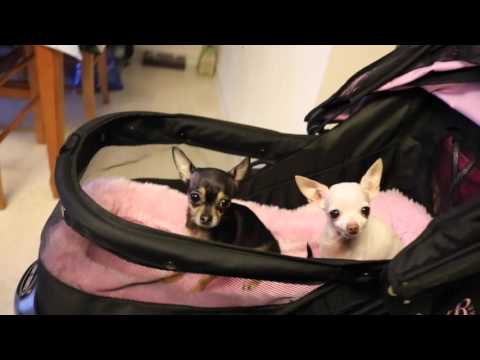 our-"pet-gear"-stroller-!-mini-review-and-overlook!